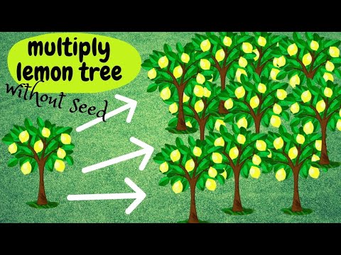 ☑️ Multiply lemon tree without seed 🌳 Πολλαπλασιασμός λεμονιάς χωρίς κουκούτσι