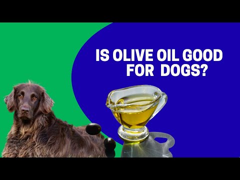 Videó: Olívaolaj A disznócsomag kutyákkal él, és meggyőződése, hogy ő egyike