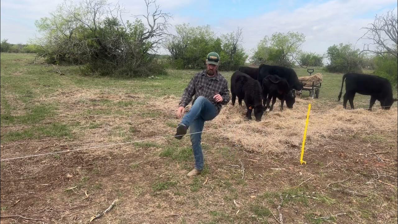 Spreading hay on bare ground to armor the soil, stop erosion, hold