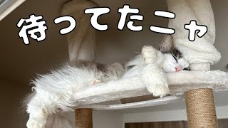 キャットタワーの設置に歓喜する猫【メインクーン】