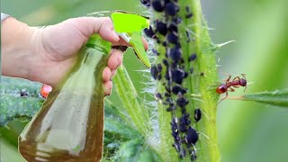 Drive away ants, aphids and other pests from your garden