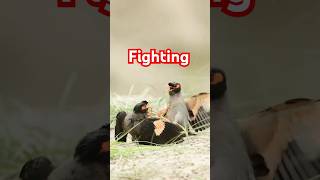 Myna bird#short  fighting bird# myna bird #fighing sound