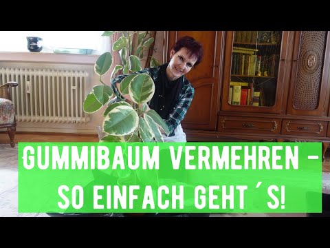 Video: Gummibäume beginnen - Wie man eine Gummibaumpflanze vermehrt