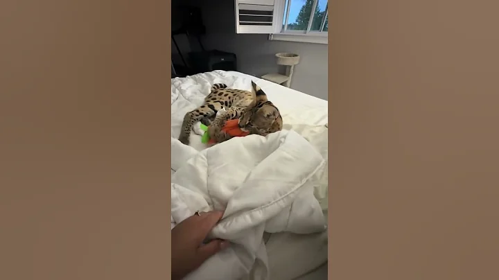 Video 10645611: cats servals servalcats funnycats, servals servalcats big cats, exotic serval cat, funnycats catplaying, cat fetching