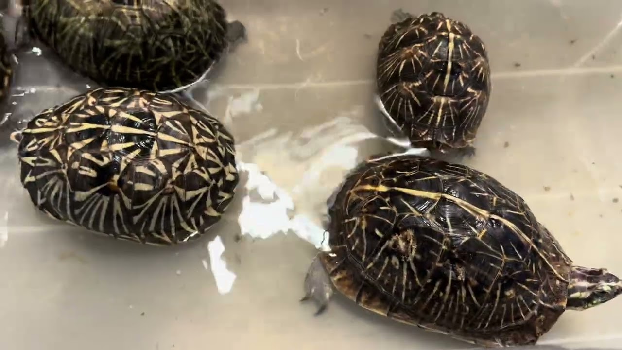 亀のマニア訪問！綺麗なカメがたくさん！