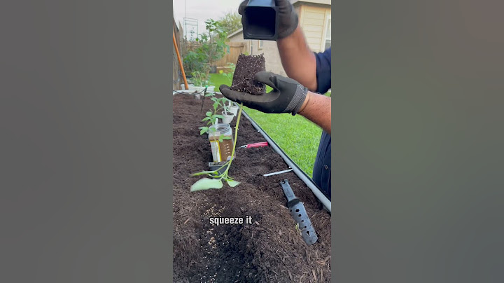 Planting Tomatoes Sideways!