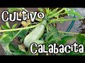 Como Cultivar Calabacita en el Huerto Urbano || México Verde