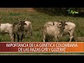 Importancia de la genetica colombiana de las razas Gyr y Guzerat - TvAgro por Juan Gonzalo Angel