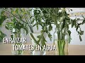 💥Enraizar TOMATE EN AGUA:  consigue DUPLICAR cualquier tomate 💧🌱🌱🍅🍅 || en20metros