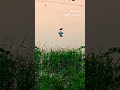 burung ayam ayaman #music #burung #sungai #unggas #alami #mengapung #langka #ayam #air #rawa #jalan