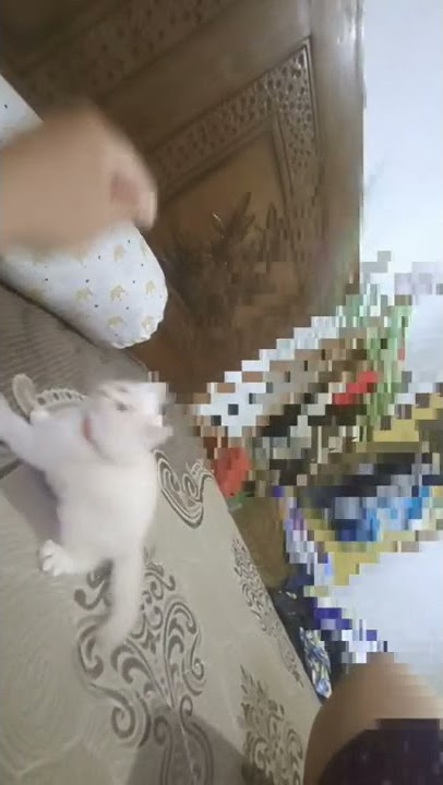 musik by SAKHA - KUCING GEMUK #shorts #short #shortvideo #catslover #palembang #kucingnakal