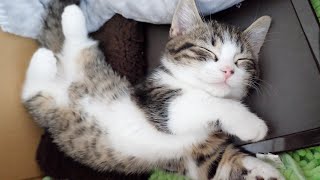 Looking back at the kitten Coco whose sleeping position is too defenseless