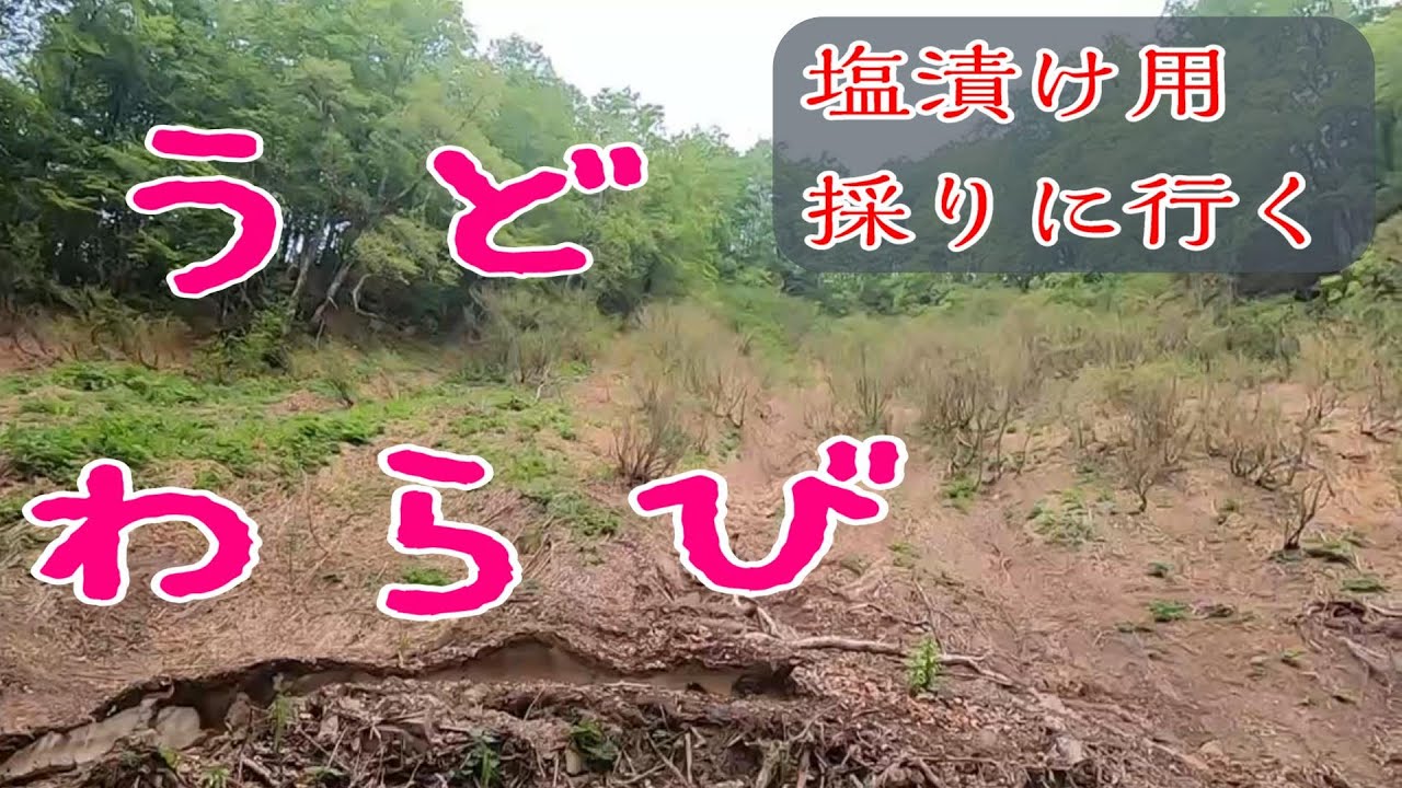 うど わらび 塩漬け用を採る - YouTube