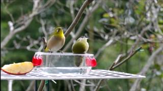 メジロの好きな食べ物いろいろ。Various favorite foods of Japanese white-eye.