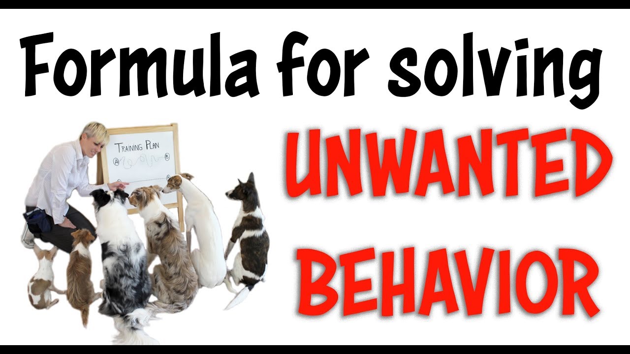 FORMULA for solving UNWANTED BEHAVIOR Dog and Puppy Training YouTube