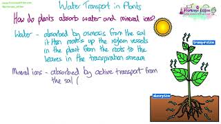 Xylem and Phloem Structure - Edexcel A Level Biology (SNAB)