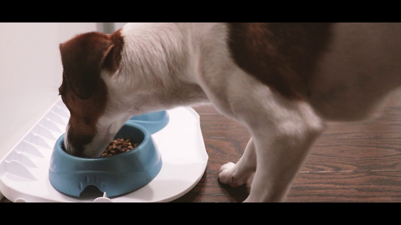 Spotty Eating Dry Dog Food (Kibble) YouTube