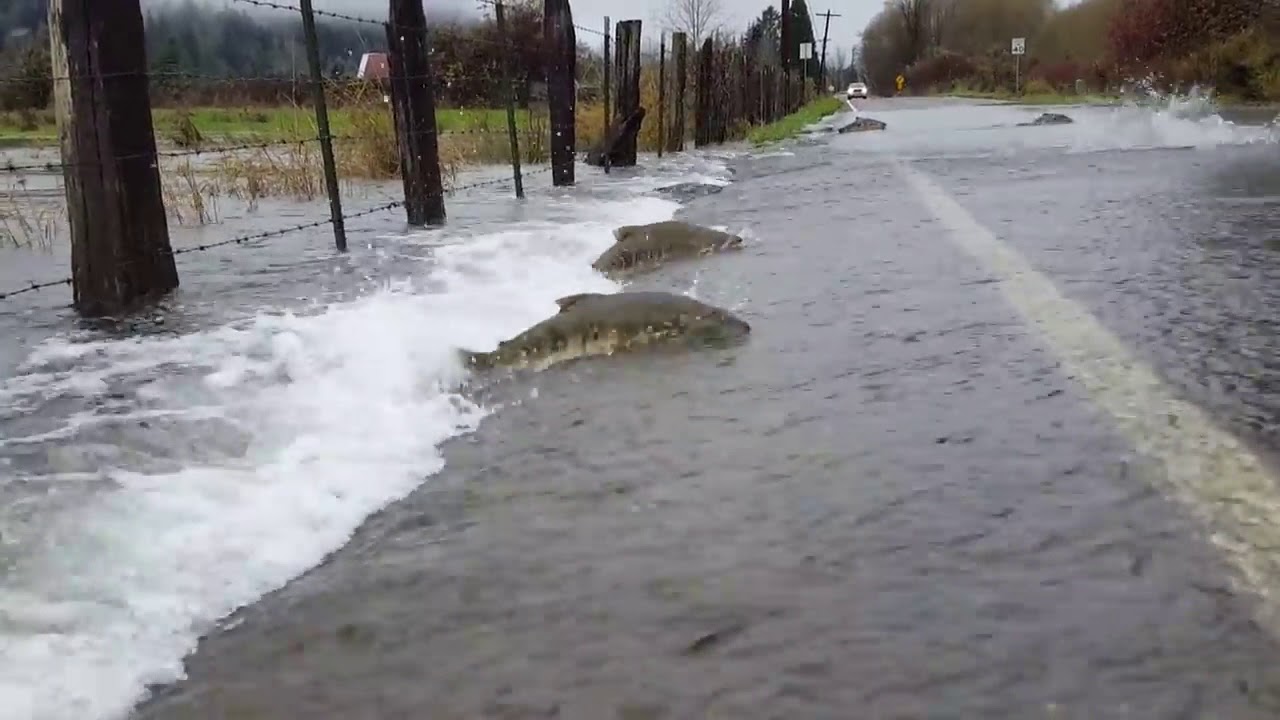 Fish crossing road YouTube
