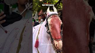 Zuljanah Najaf E Hind Jogipura 2026 | #shiastatus #jogipura #promoteazadari #ghaziazadarisirsi