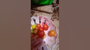 Harvesting tomatoes🍅🍅🍅🍅