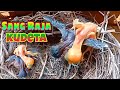 Anak Burung Kedasih Mendorong 3 Anak Burung Cendet - The Cuckoo Bird Pushing And Killing Experiment