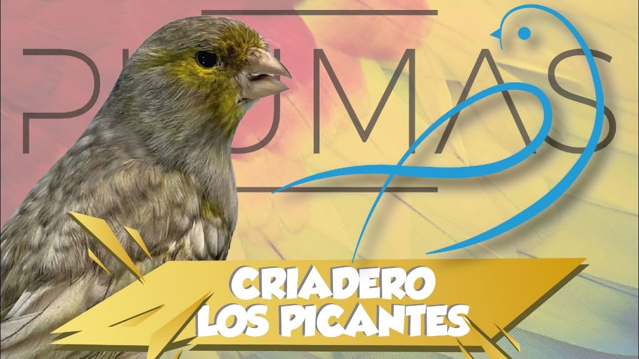 Criadero de canarios “Los picantes” el criadero de canarios mas grande de Argentina.