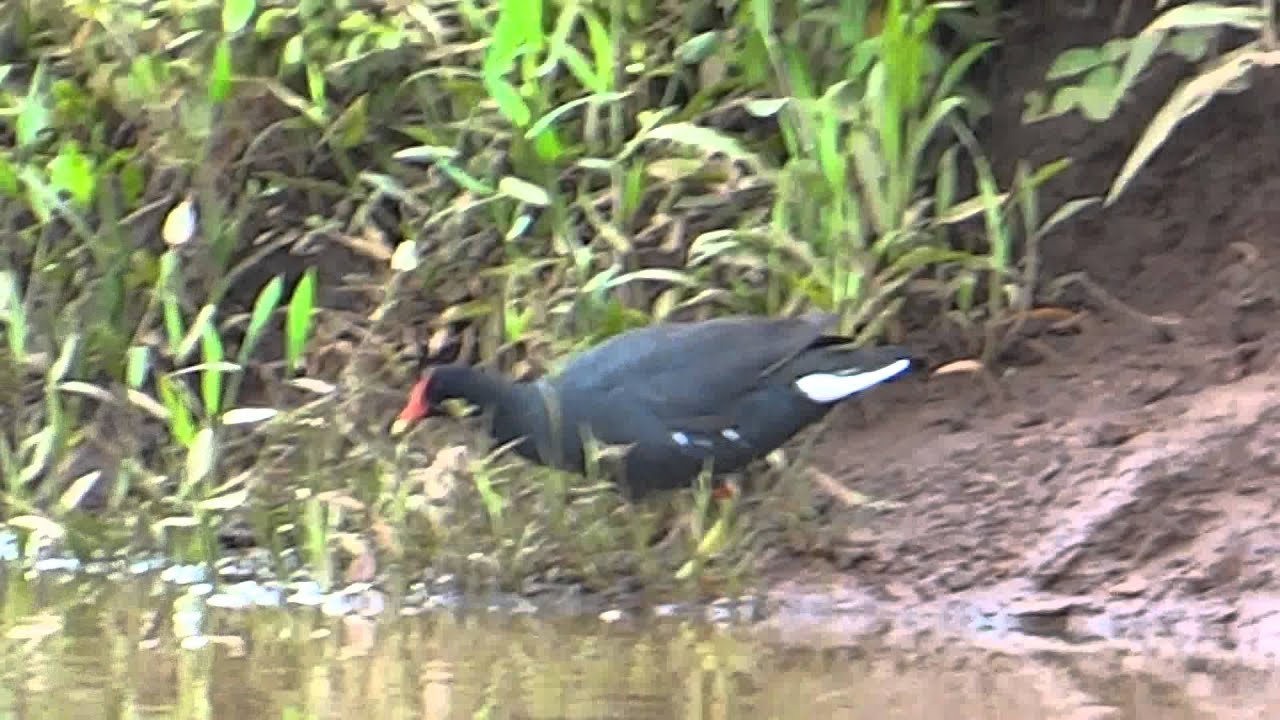 Piaçoca, Gallinula Galeata, Frango d' água e a Saracura, Aramides Cajanea