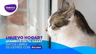 Feliway Classic Difusor y Repuesto 48 ml video