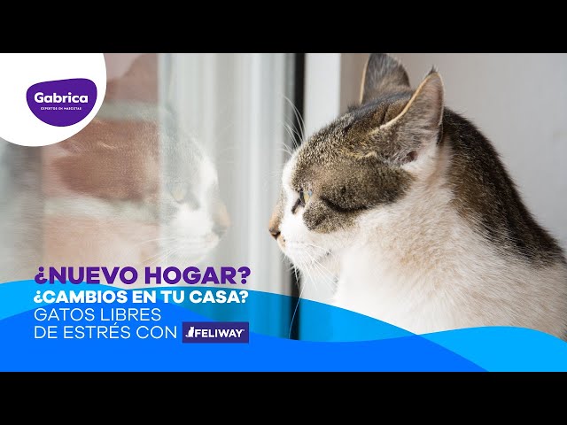 🇨🇴🐱💜 ¿Cómo funcionan las feromonas para gatos Feliway Classic? 🐱💜 