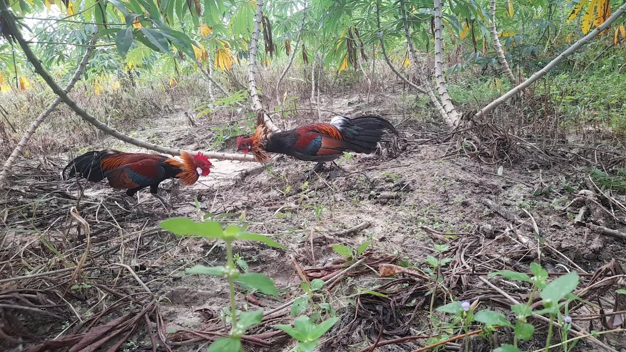 Bẫy Gà Rừng - Bổi Tơ Fr Còn Rén Mồi | Hoàng Tây