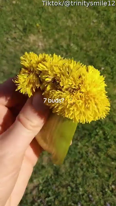 Seven Florets On Strange Dandelion || ViralHog