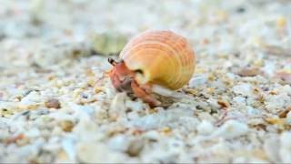 Caparazones De Cangrejos Ermitaños Vivos Destrozados Para La Industria De Las
