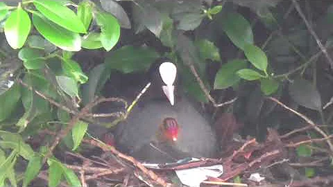 COOTS  - Feeding the Family