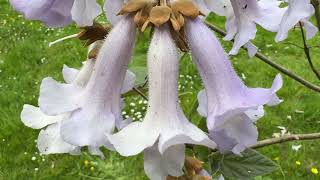 Foxglove tree - flowers - April 2026