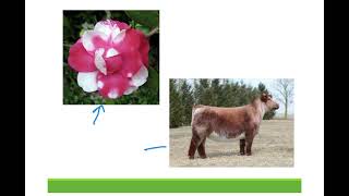 Biology Basics Genes and Alleles Part 2 - More Complex Inheritance