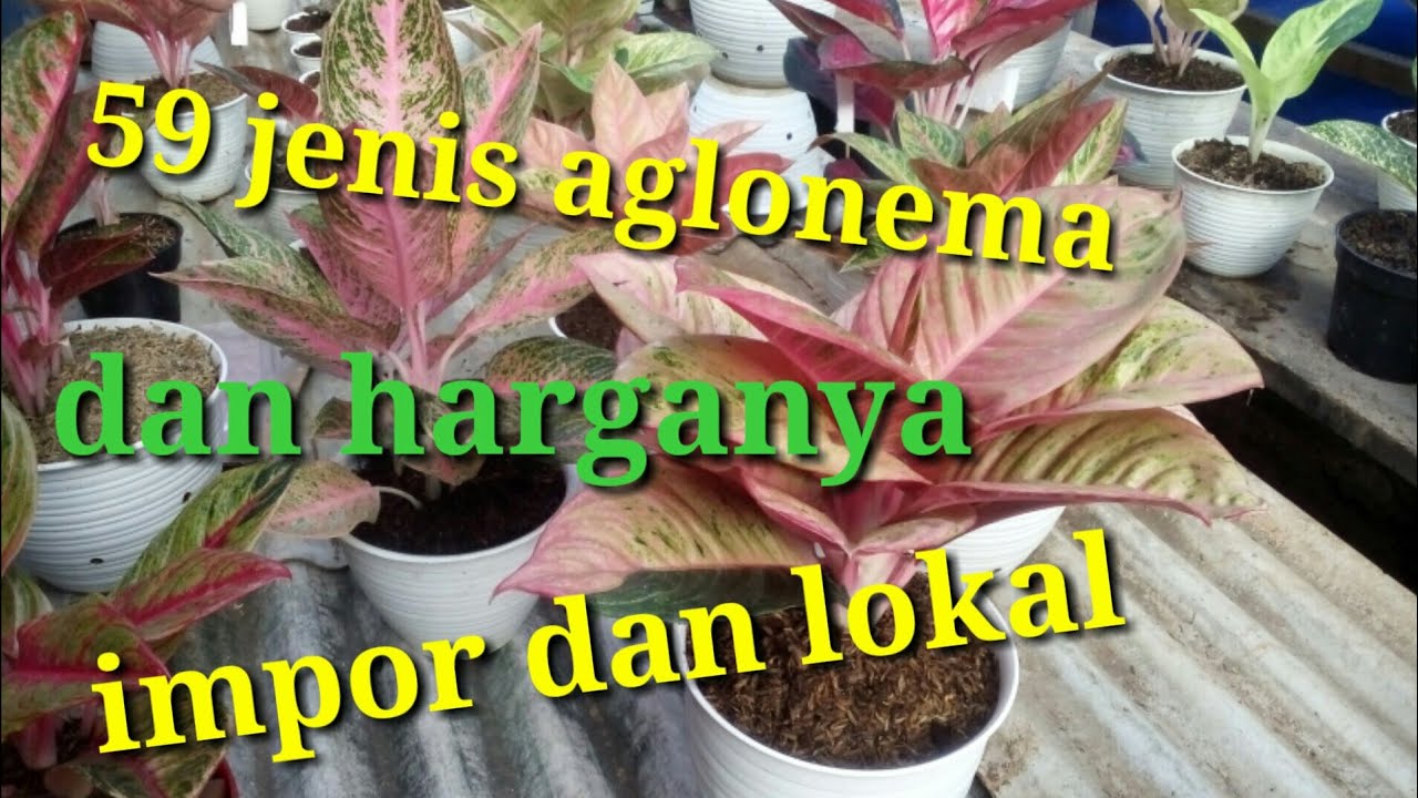  Jenis  jenis  aglaonema dan  harganya  terbaru YouTube