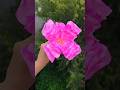 DIY Blooming Flower #shorts #craftideas #diy #tissuepaperflower