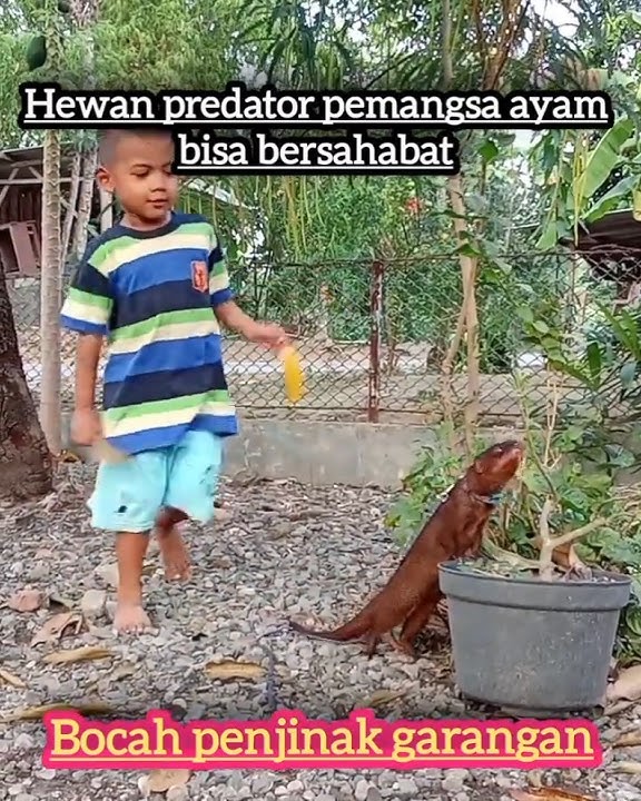 Garangan jinak||hewan garangan tunduk sama bocah ini‼️ #garanganjinak #linsang #musang #moongoose