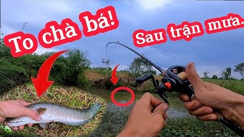 Câu lure cá lóc bằng nhái hơi sau trận mưa lớn lên toàn hugo.