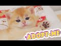 We Adopted Sick Baby Kitten, But Her Little Brother Already Dead. | Kitten Rescue