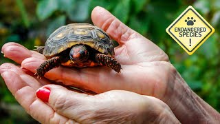 Find Hope The Importance Of Animal Conservation For Future Generations 6 Minutes