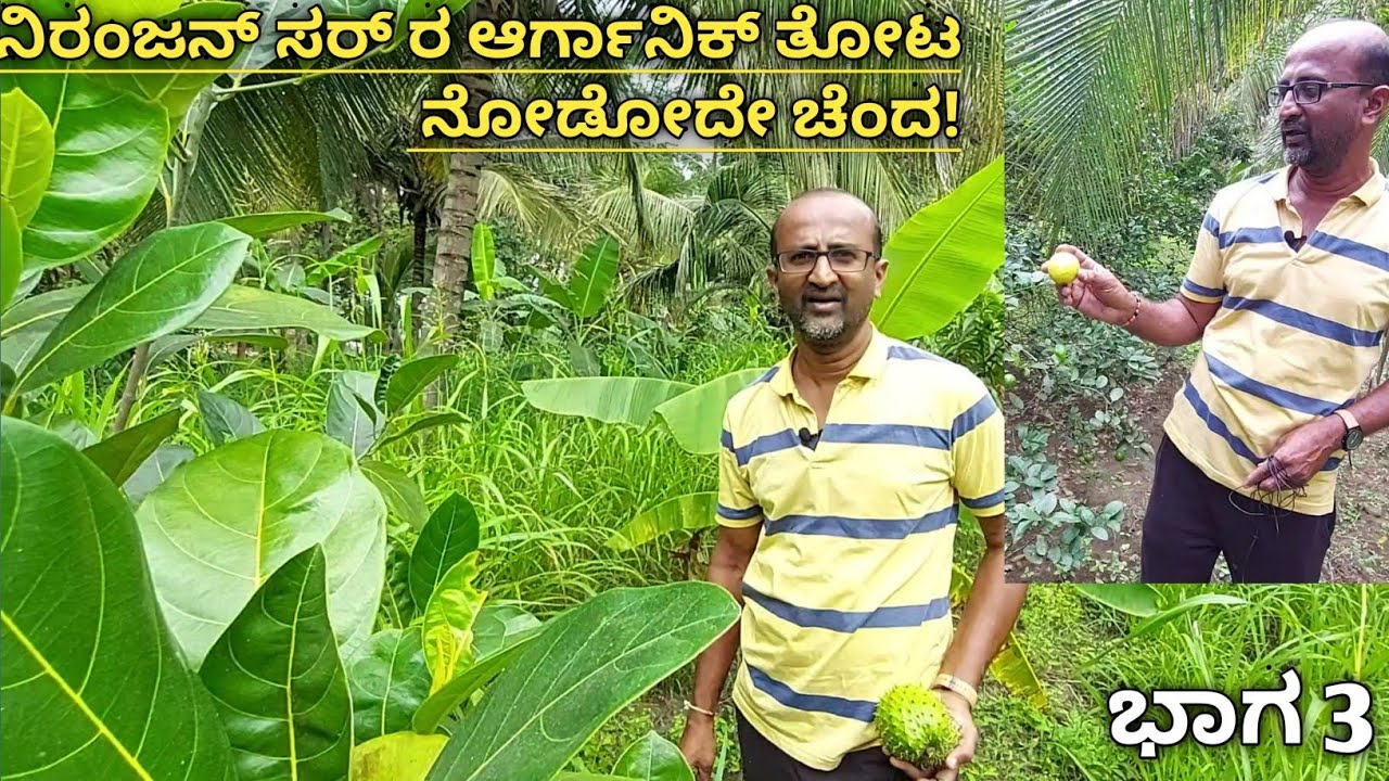 ಸಾವಯವ ತೋಟ ಇಷ್ಟು ಸಮೃದ್ಧವಾಗಿ ಬೆಳೆಯಲು ಮುಖ್ಯ ಕಾರಣ ಹಳ್ಳಿಕಾರ್ ತಳಿ ಹಾಗೂ ಏನು ಮಾಡ್ದೆ ಸುಮ್ನಿರೋದೂ ಅಂತಾರೆ ಇವರು!