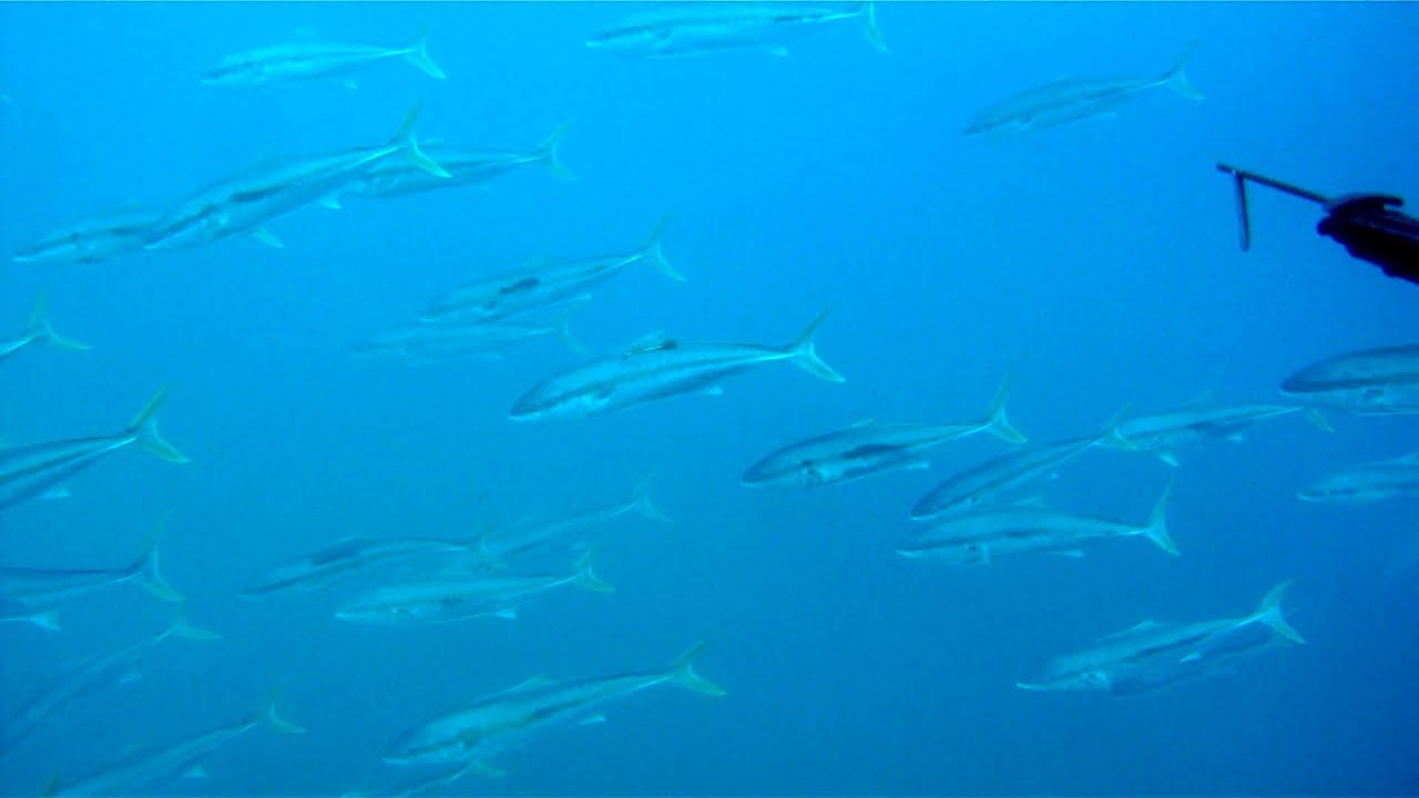 Spearfishing NZ - 4 dives in 4 minute part 2, summer kingfish 