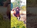 old line gir bull power to run in farm | pure breed gir bull play time in farm#short#viral#cow#trend