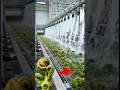 Fiddlehead Fern Inside Modern Factory #factoryprocess #foodfactory #factorytour