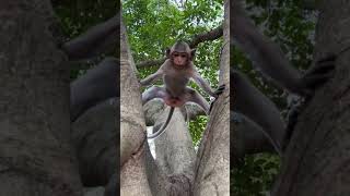 Bass Yang Menggetarkan Dunia Dan Seisinya  funny comedy memes