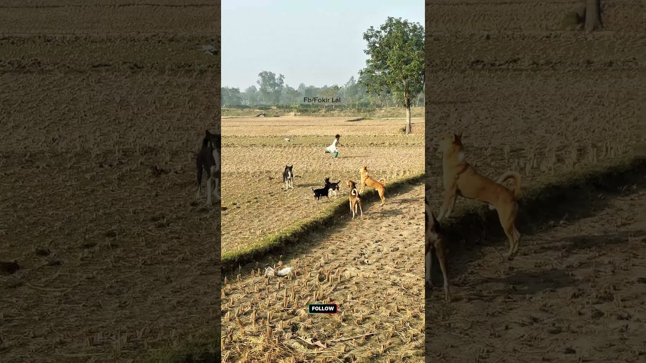 Village Dog Reaction 😂 | Funniest Moment 🐶 