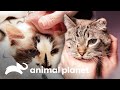 Los más tiernos pacientes felinos | Veterinarios de Texas | Animal Planet