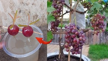 Best Grafting! Growing grape trees from grape fruit in water