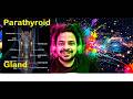 Chapter 40 part 2 parathyroid gland
